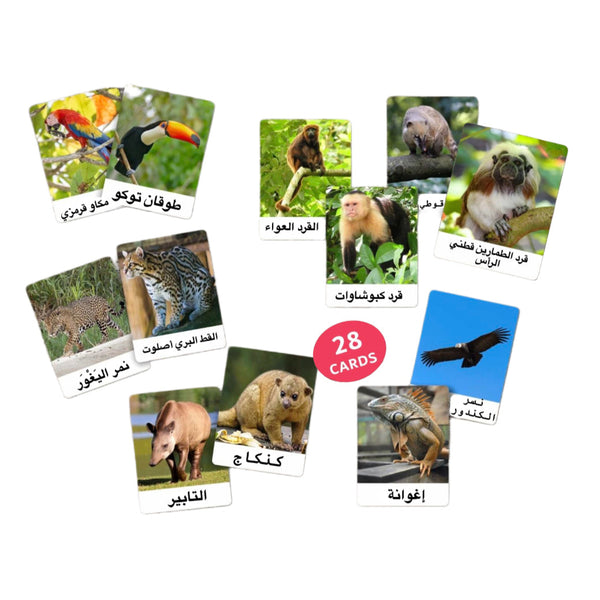 بطاقات حيوانات أمريكا الجنوبية