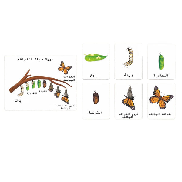 بطاقات دورة حياة الفراشة