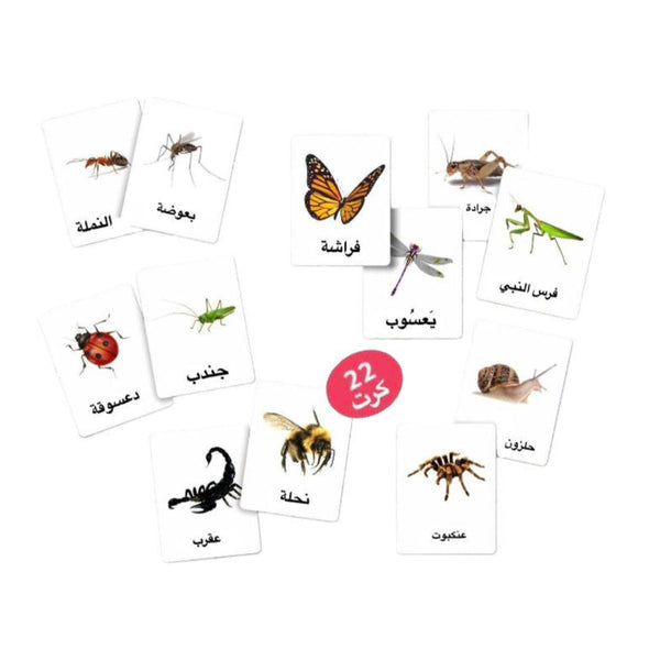 بطاقات الحشرات