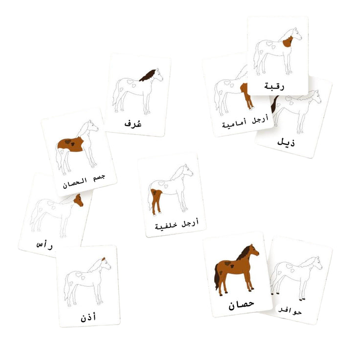 بطاقات تعليمية لأجزاء الحصان باللغة العربية تحتوي على رسومات لتشريح الحصان مع تسميات باللغة العربية.
