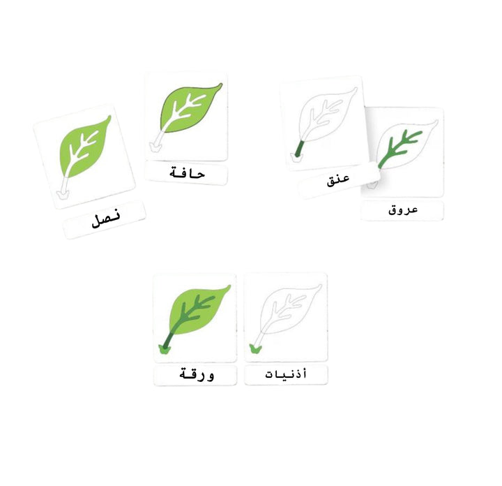 بطاقات تعلم نباتات ثنائية اللغة من LITTLE ARTIST تحتوي على رسومات لأوراق خضراء مع تسميات باللغة العربية للأغراض التعليمية.
