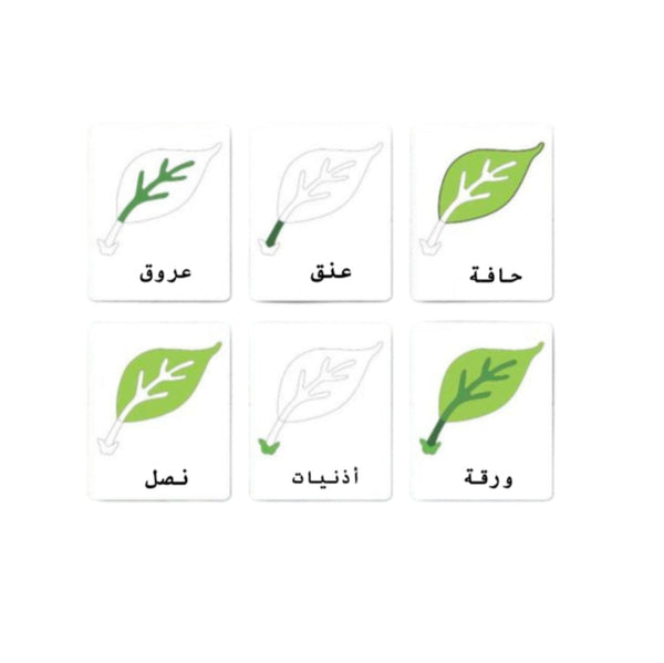 بطاقات تعلم نباتات ثنائية اللغة تحتوي على تصاميم أوراق خضراء ومصطلحات نباتية باللغة العربية لتعليم الأطفال.
