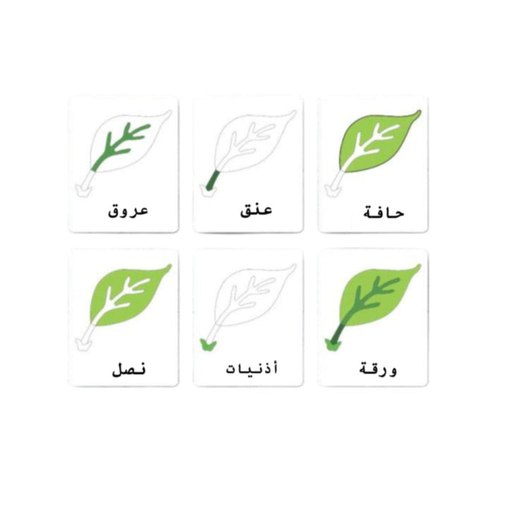 بطاقات تعلم نباتات ثنائية اللغة تحتوي على تصاميم أوراق خضراء ومصطلحات نباتية باللغة العربية لتعليم الأطفال.
