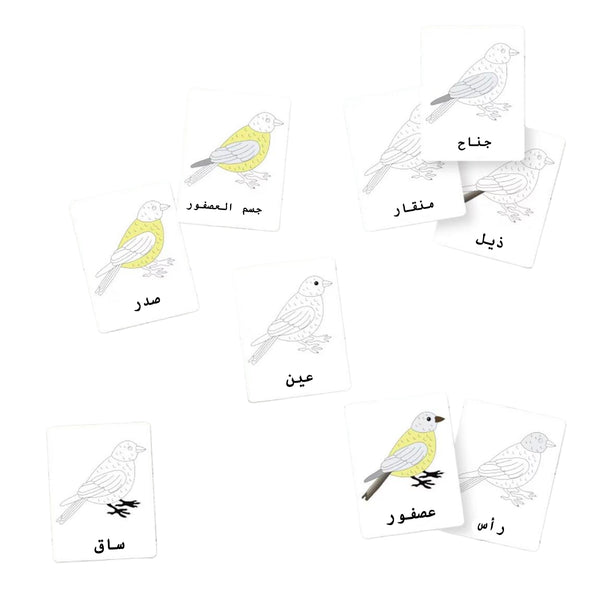 بطاقات فلاش من Little Artist تحتوي على رسومات للطيور مع تسميات باللغة العربية للتعلم التعليمي.
