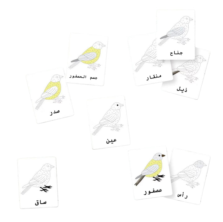 بطاقات فلاش من Little Artist تحتوي على رسومات للطيور مع تسميات باللغة العربية للتعلم التعليمي.
