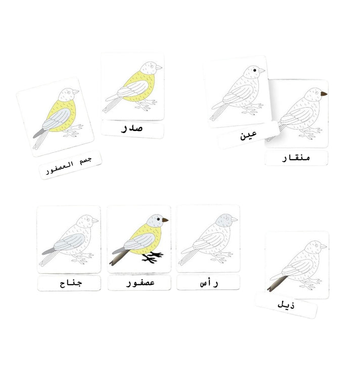 مجموعة بطاقات فلاش من Little Artist تحتوي على رسومات ملونة للطيور للتعلم التعليمي.