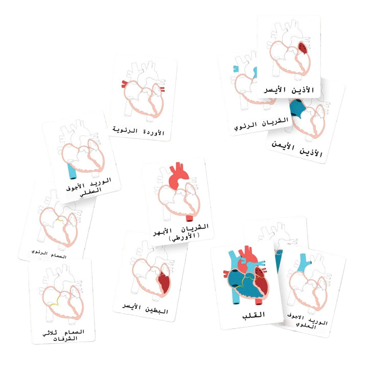 أدوات تعلم تشريح الأطفال من LITTLE ARTIST تحتوي على بطاقات فلاش مع رسومات للقلب للأغراض التعليمية.