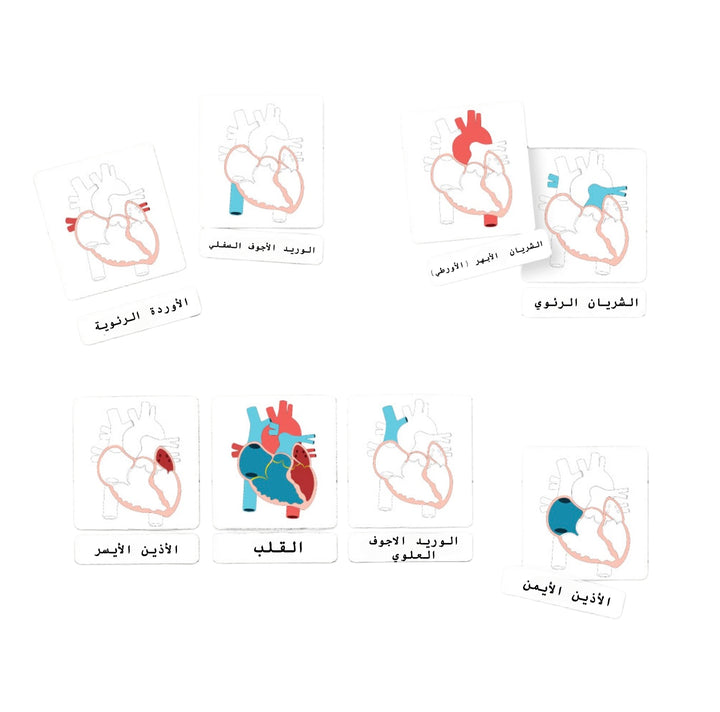 أدوات تعلم تشريح الأطفال من LITTLE ARTIST تشمل بطاقات لتشريح القلب بألوان متنوعة.