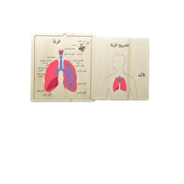 أدوات تعلم تشريح الأطفال من LITTLE ARTIST، تحتوي على قطعة خشبية لتمثيل الرئة مع ملصقات تعليمية.
