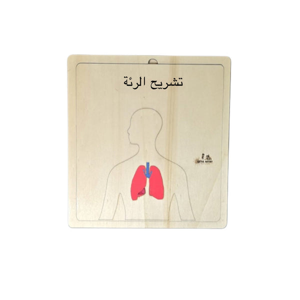 أدوات تعلم تشريح الأطفال، رسم بياني خشبي يبرز الرئتين البشريتين لأغراض تعليمية.
