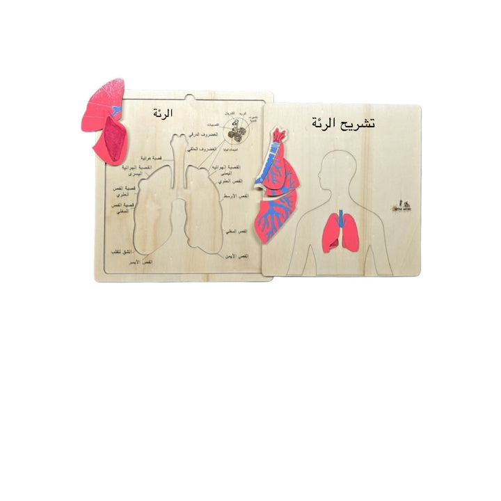أدوات تعلم تشريح الأطفال من LITTLE ARTIST تحتوي على نماذج خشبية تفاعلية للرئتين والقلب.
