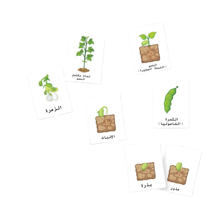 بطاقات فلاش نباتات ملونة للأطفال تحتوي على نباتات ومراحل نموها للمتعة التعليمية.