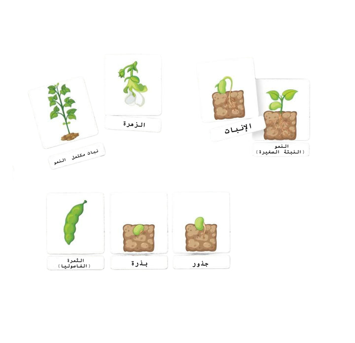بطاقات فلاش نباتات للأطفال من LITTLE ARTIST تحتوي على مراحل نمو النباتات ورسومات للتعلم.