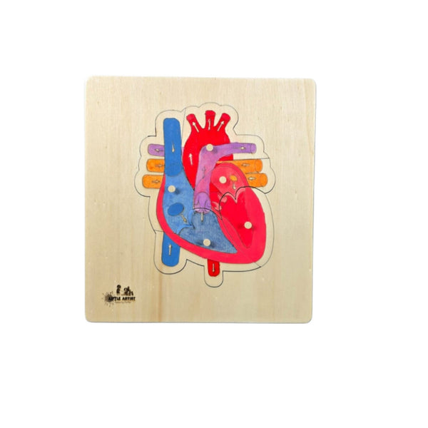 أحجية قلب تشريحي للأطفال من Little Artist مع قطع ملونة لتعلم هيكل القلب