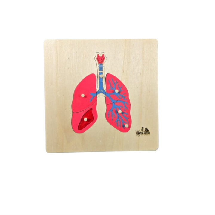أحجية تشريحية للرئتين للأطفال من Little Artist مع تفاصيل ملونة وتعليم تفاعلي