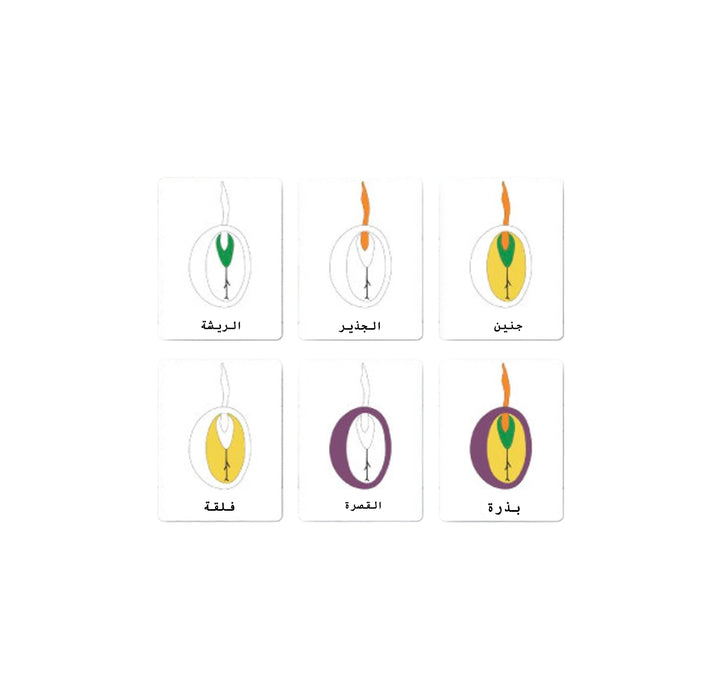 طقم أنشطة ممتعة للأطفال من Little Artist يحتوي على بطاقات فلاش تعليمية بتصاميم ملونة.