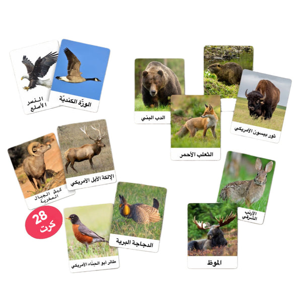 بطاقات الحياة البرية التفاعلية للأطفال تحتوي على حيوانات متنوعة مثل الدببة والغزلان والطيور.
