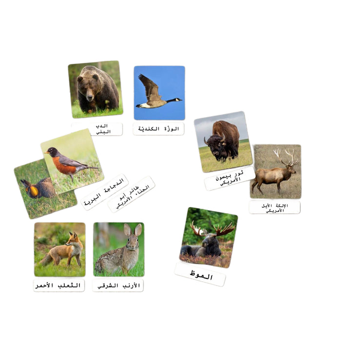بطاقات الحياة البرية التفاعلية للأطفال تحتوي على حيوانات متنوعة مثل الدببة والطيور والغزلان للمتعة التعليمية.