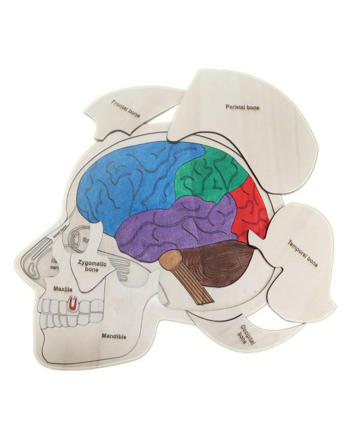 لعبة ألغاز خشبية من Little Artist لتعلم تشريح الدماغ، تحتوي على مناطق دماغية ملونة للعب التعليمي
