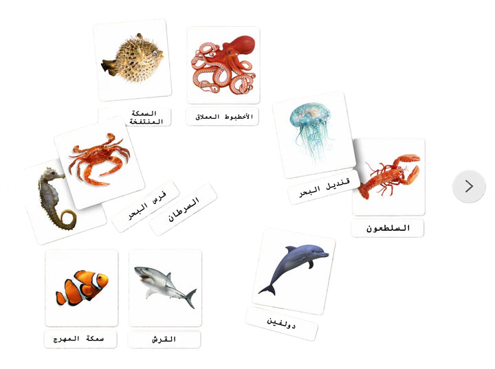 بطاقات فلاش تعليمية من LITTLE ARTIST تحتوي على مخلوقات بحرية متنوعة مثل قنديل البحر والأخطبوط والدلافين.