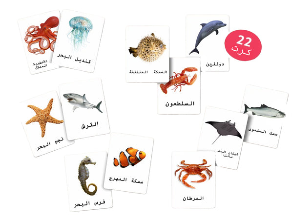 بطاقات فلاش تعليمية من Little Artist تحتوي على مخلوقات بحرية لتعلم الأطفال واللعب.
