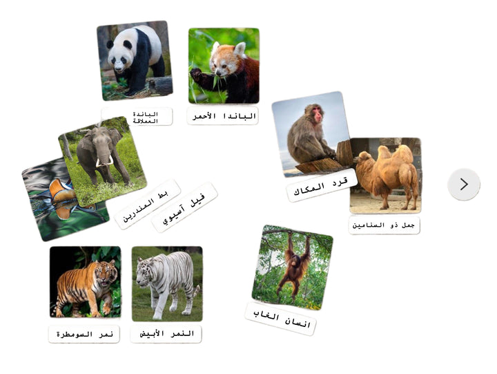 بطاقات تعلم حواس ملونة تحتوي على حيوانات برية متنوعة وأسمائها باللغتين العربية والإنجليزية.