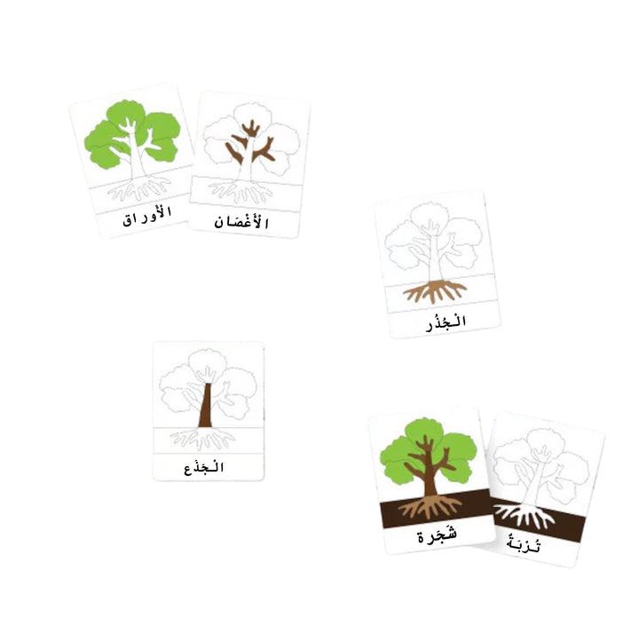 مواد تعلم الحواس من LITTLE ARTIST تحتوي على بطاقات فلاش ذات طابع شجري للعب التعليمي.
