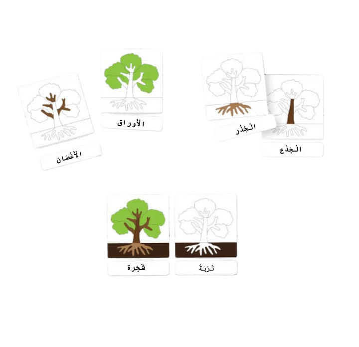 مواد تعلم الحواس من LITTLE ARTIST تحتوي على بطاقات شجر تعرض مراحل النمو والجذور.
