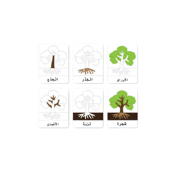 مواد تعلم الحواس من LITTLE ARTIST تحتوي على بطاقات رسومات لأشجار لأنشطة تعليمية.

