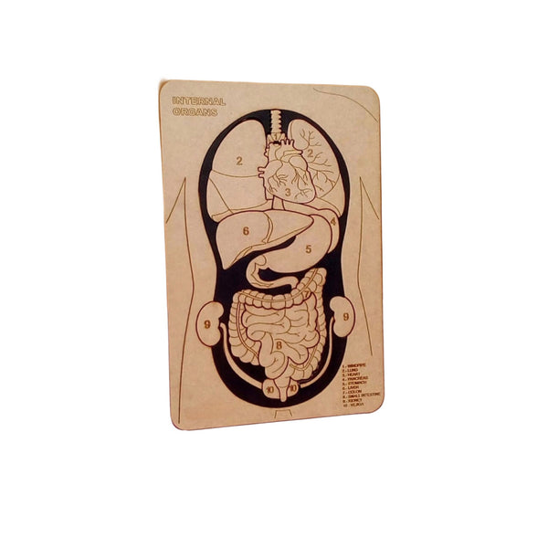 ألغاز التعلم الحسي من LITTLE ARTIST للأطفال تعرض الأعضاء الداخلية مع نقشات مفصلة