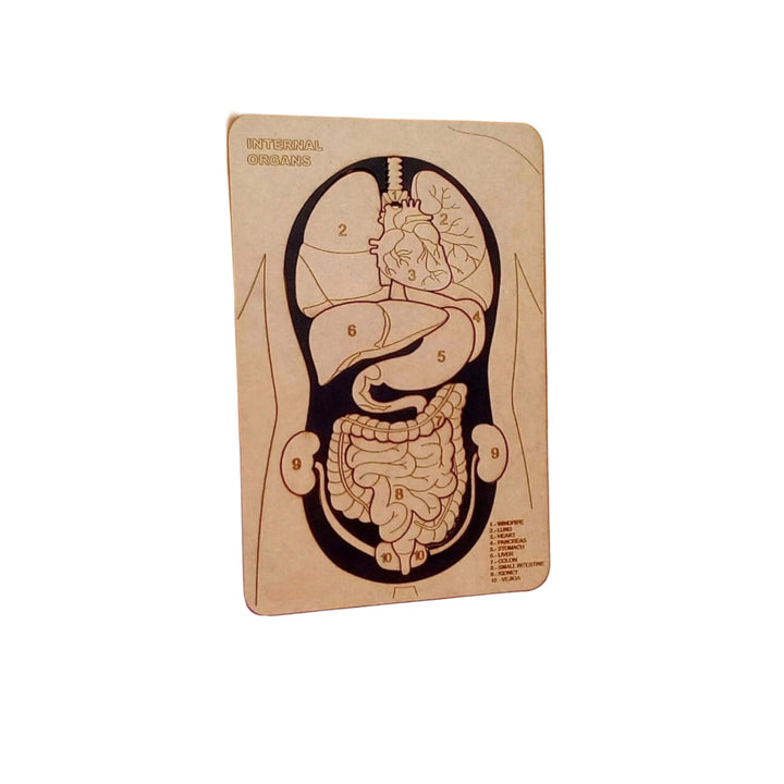 ألغاز التعلم الحسي من LITTLE ARTIST للأطفال تعرض الأعضاء الداخلية مع نقشات مفصلة