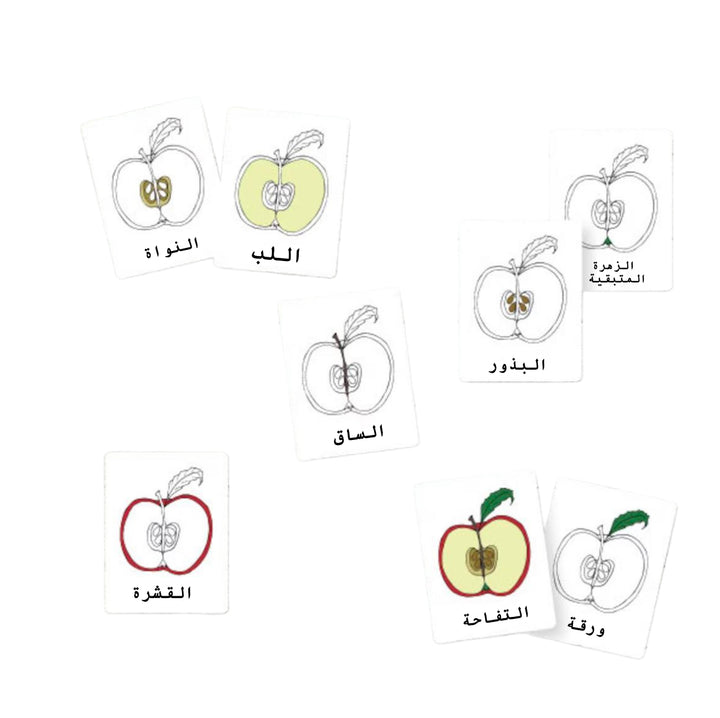 بطاقات تشريح تفاحة للأطفال من LITTLE ARTIST تحتوي على رسومات لأجزاء التفاحة مع تسميات باللغة العربية.
