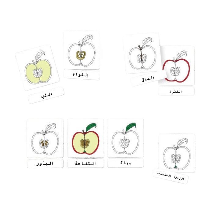 بطاقات تشريح تفاحة للأطفال من LITTLE ARTIST تعرض رسومات تفصيلية لتشريح التفاحة مع تسميات باللغة العربية.